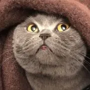 Britanの画像