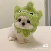 pの画像