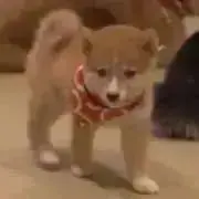 まめしばの画像