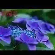 *✼sweet flower*^^*✼*