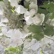 kK *:. 。.:*・…*＊の画像