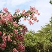 mokokoの画像