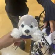 するめいか