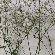 華澄の画像