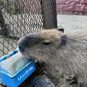 たけし