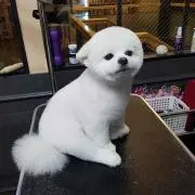 annaの画像