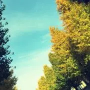 くろくらげの画像