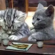 おさ