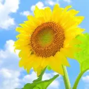 ひまわりの画像