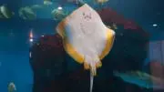 えいちゃんの画像