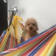 まーす