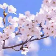 ⭐桜⭐