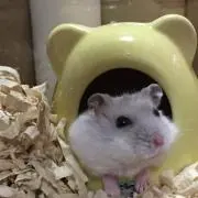 jitaの画像