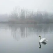 白樺湖の画像