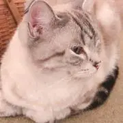 ゆ