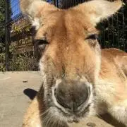 カポエラーの画像