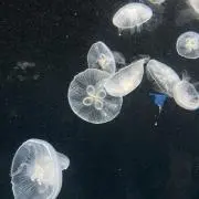 che_a プロフ必読の画像