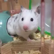 まりっぺの画像