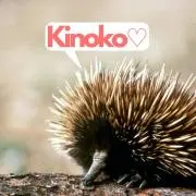 kinokoの画像