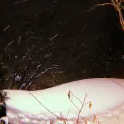 ブジの画像
