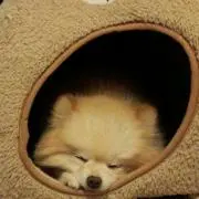 ゆめっこ