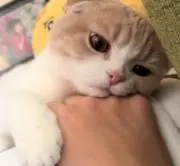 柳瀬敏広の画像
