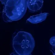 ✧