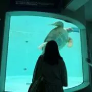 ジジの画像