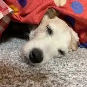 くらちゃんの画像