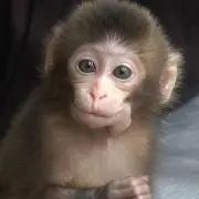 さるるるる