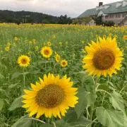 Keyeeyの画像