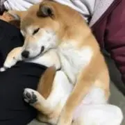 柴ちゃん