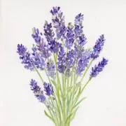 lavender⭐︎の画像