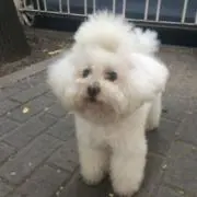 みどすけ 即購入OKの画像