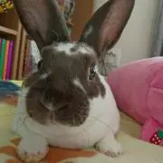 みおの画像