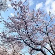 怪獣のママの画像