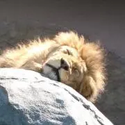 ろくあの画像