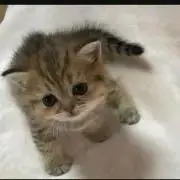 ミントの画像