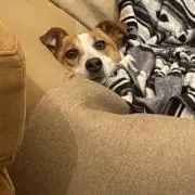 ケンタッキーの画像