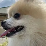 らー