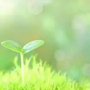 よつか