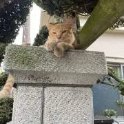 るきみんの画像