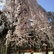 ☆taraco☆の画像