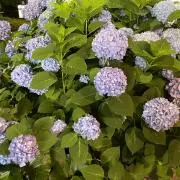 HALIMA※プロフ必読の画像