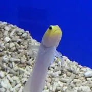ねこ