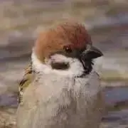 すず子の画像