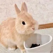‪ ꪔ̤の画像