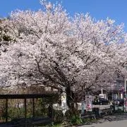 ホッチの画像