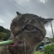 毛糸玉の画像