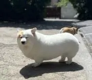 秋月瞬の画像